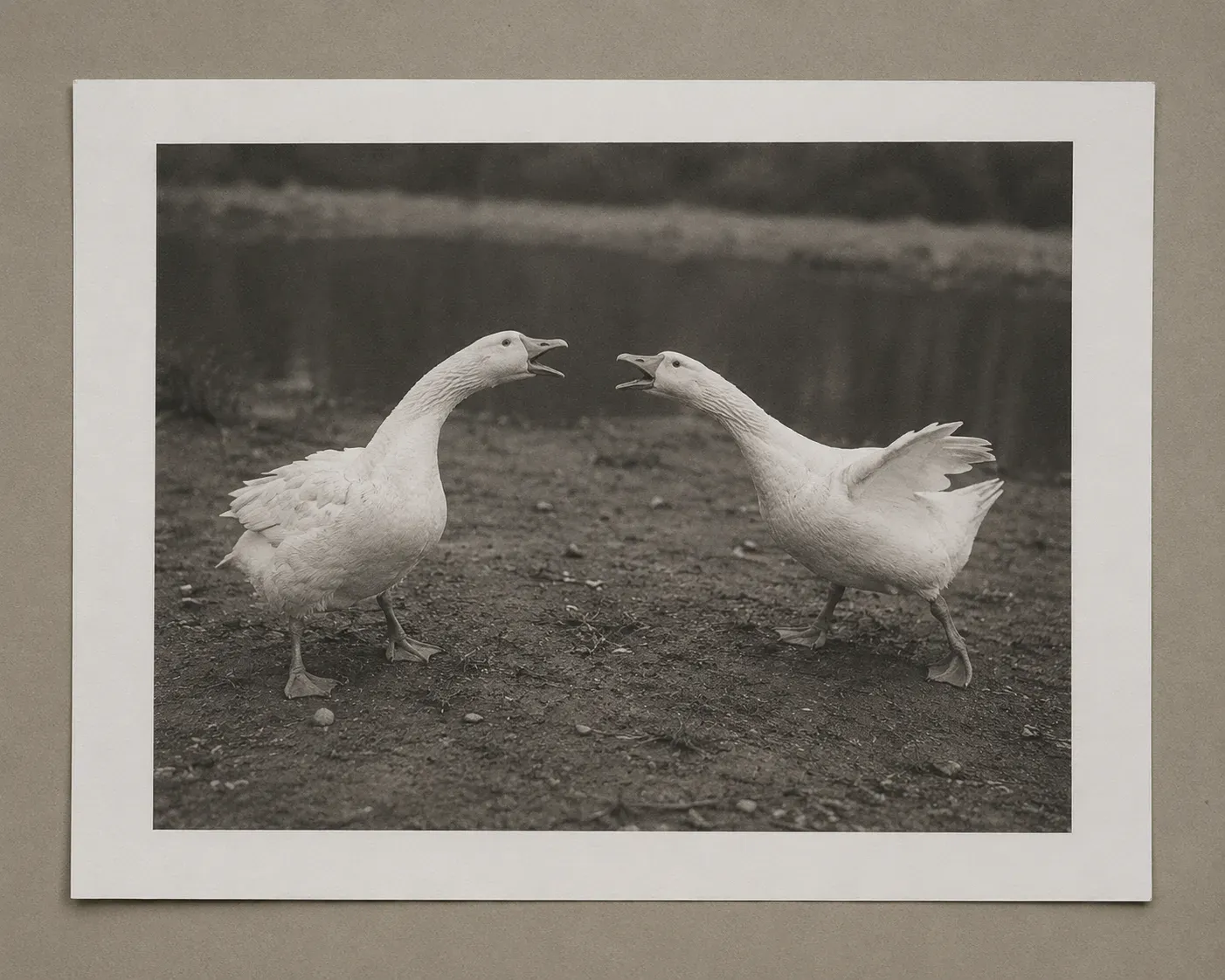 Print: Two Geese Disagreeing